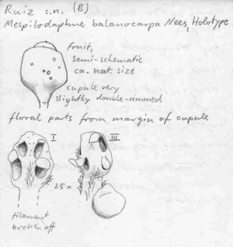 Vorschaubild Mespilodaphne balanocarpa (Ruiz & Pav.) Nees